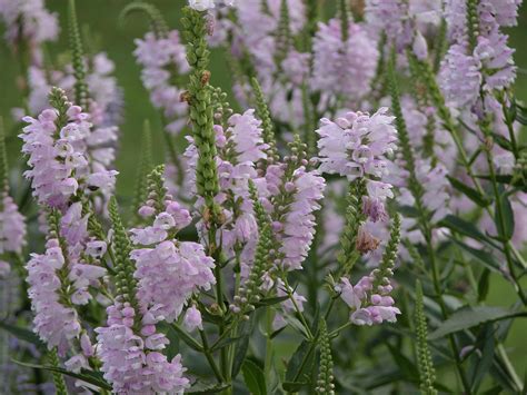 Growing Obedient Plant or False Dragonhead