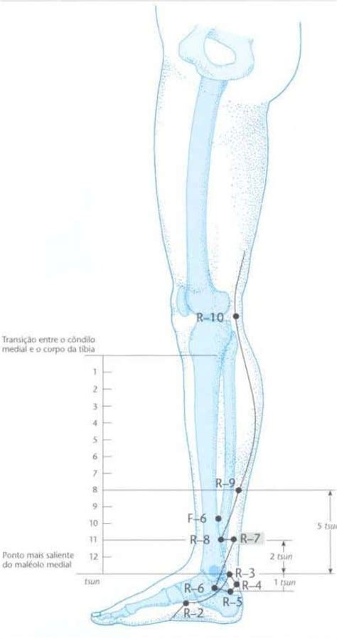 Atlas De Acupuntura Claudia Focks Pdf Acupuntura La Columna Vertebral