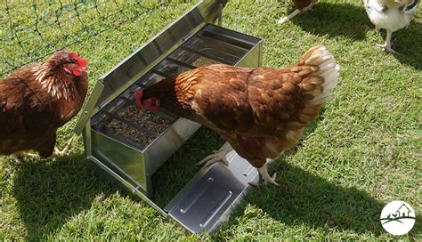 Photo Gallery Automatic Chicken Feeders Grandpas Feeders