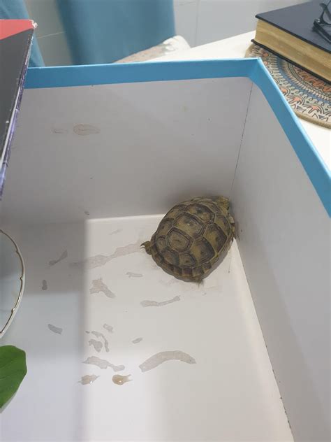 my sister brought this turtle home to take care of for a day and ...