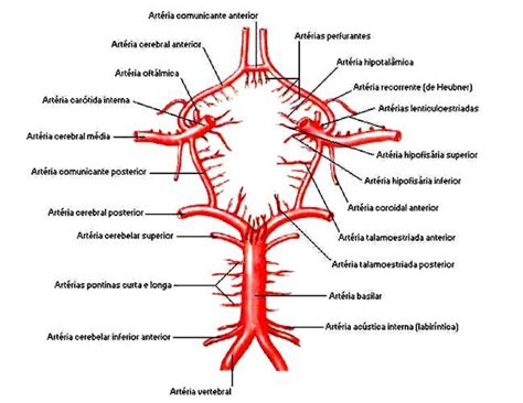 Pin de Olenia Poueriet em Anatomía | Vascularização, Sistema arterial