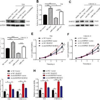 Circshprh Suppresses The Malignant Behavior Of Bca Through The