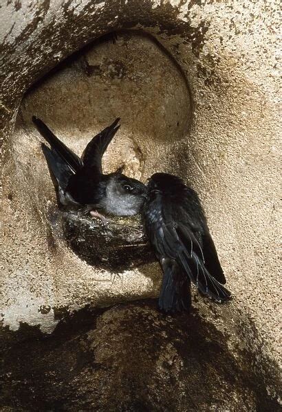 Black-nest Swiftlet Gomantong Caves, Sabah, Borneo