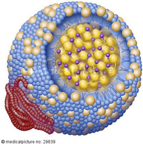 Collection 97 Pictures Cholesterol That Is Known As Ldl Stands For
