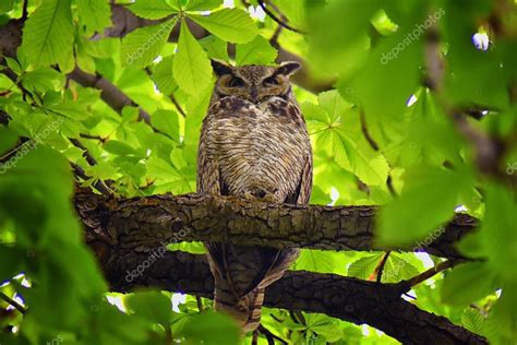 B Ho Primer Plano Gran B Ho Con Cuernos Bubo Virginianus En Un