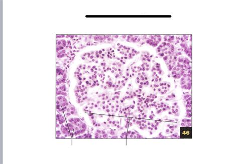 Pancreas Histology Diagram