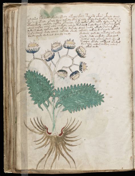 The Voynich Gallery The Complete Manuscript