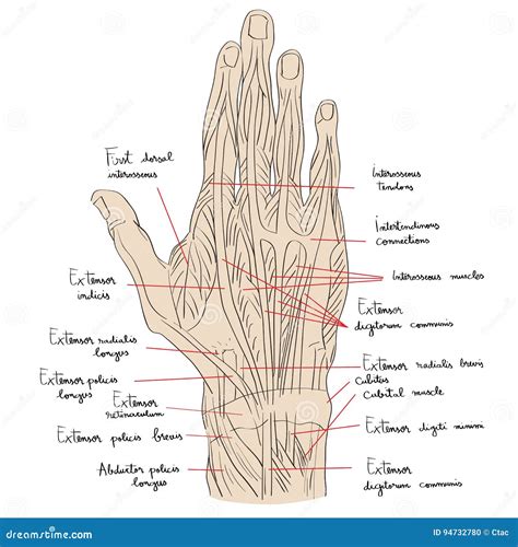 Anatomia Da Mao 7