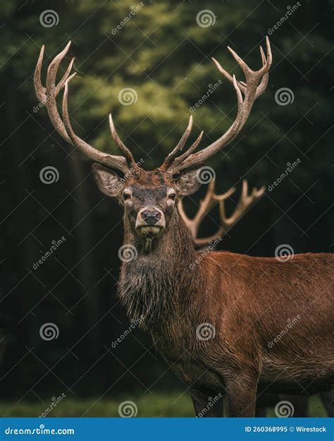 Vertical Shot of a Red Deer with Big Horns in the Enchanted Forest