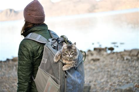 Tips for Traveling with Your Cat