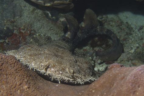 Wobbegong Shark Quiz - C.S.W.D