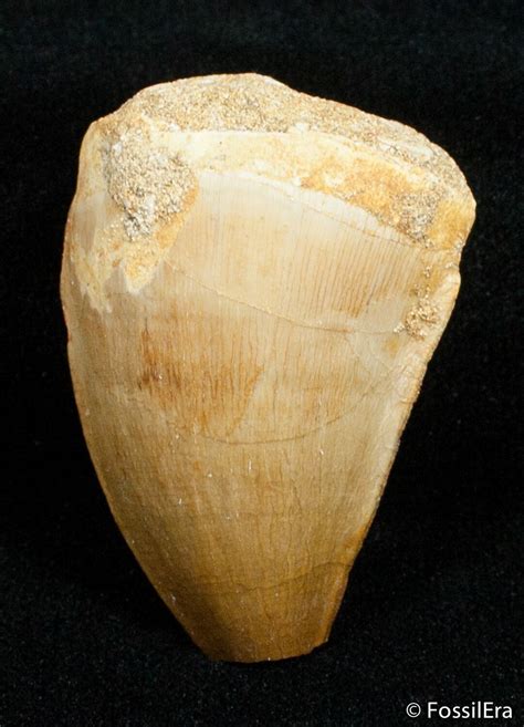 Mosasaur Tooth Free Of Matrix For Sale Fossilera