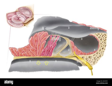 Anatomy Of The Organ Of Corti Part Of The Cochlea Of The Inner Ear