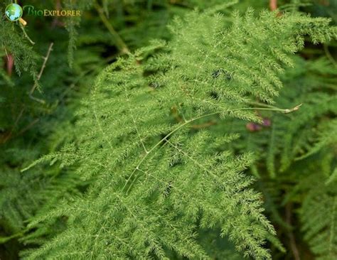 Lace Fern Flower Asparagus Setaceus Ferny Asparagus Bioexplorer