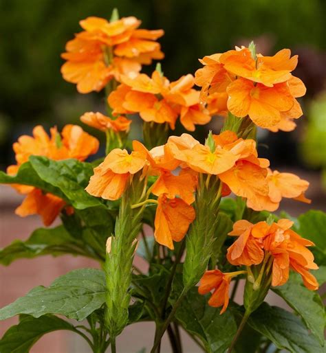 Crossandra Infundibuliformis 10 Seeds, Orange Marmalade Firecracker