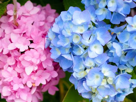 Wallpaper Pink and blue hydrangea flowers, inflorescence 3840x2160 UHD