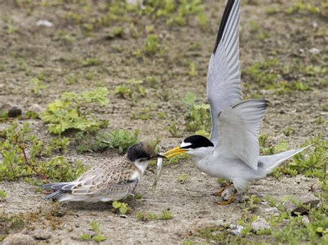 Disney Conservation Fund Award — Los Angeles Audubon Society