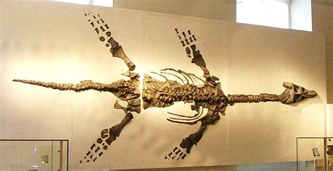 Image: Plesiosaur skeleton, New Walk Museum