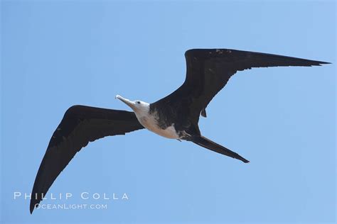 Magnificent Frigatebird Juvenile In Flight Fregata Magnificens