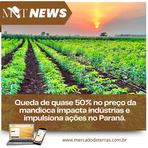 Queda De Quase No Pre O Da Mandioca Impacta Ind Strias E Impulsiona