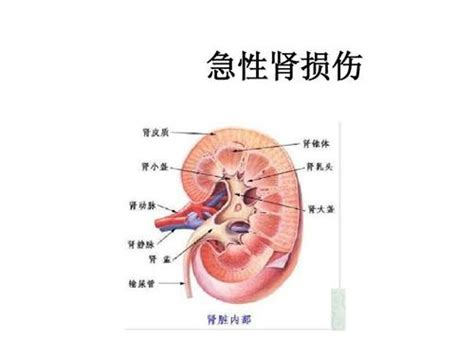 肾损伤有什么症状39健康经验