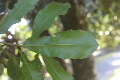 Macadamia Ternifolia F Muell Plants Of The World Online Kew Science