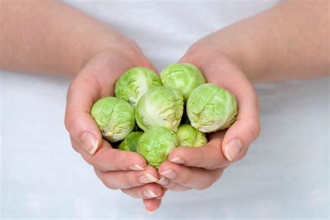 When Do You Harvest Brussel Sprouts? - Gardening Dream