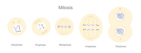 Interphase Stages