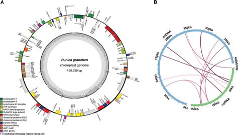 Frontiers Assembly And Analysis Of The First Complete Mitochondrial