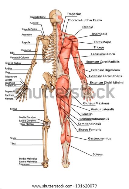 Human Skeleton Posterior View Didactic Board Stock Vector Royalty Free