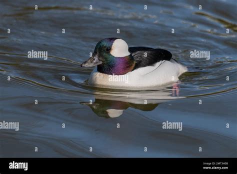 A Close Up Of A Bufflehead Duck Bucephala Albeola As It Is Swimming