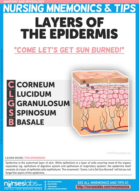 Layers Of The Epidermis The Mnemonic Come Lets Get Sun Burned” Will