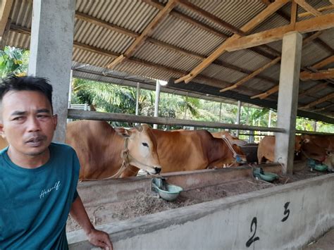 Akibat Pmk Stok Sapi Di Koba Menipis Peternak Sebut Beli Sapi Dari