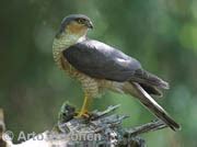 Accipiter Nisus IN Eurasian Sparrowhawk EN US FI