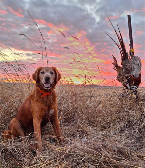 Pheasant Hunting update Public Land MN and Iowa | Shotgun Forum