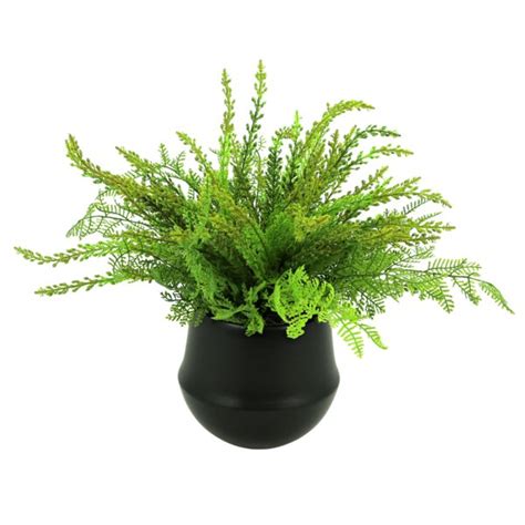 Millwood Pines Cedar And Fern Arranged In Ceramic Pot Reviews