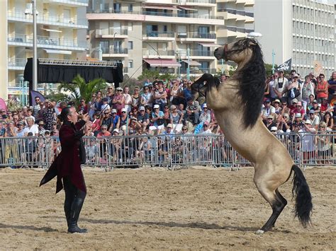 Caval Oc Ane Saint Jean De Monts