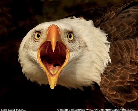 Bald Eagle Screaming Fierce Eyes And A Scary Hooked Beak Bald Eagle