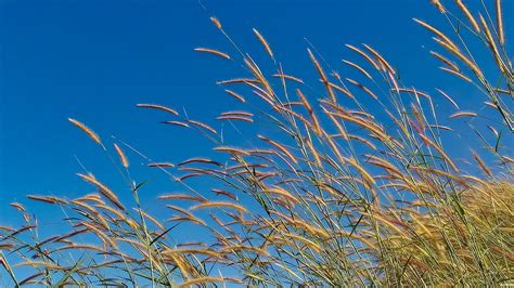 Langit Biru Bunga Rumput Angin Foto Gratis Di Pixabay Pixabay