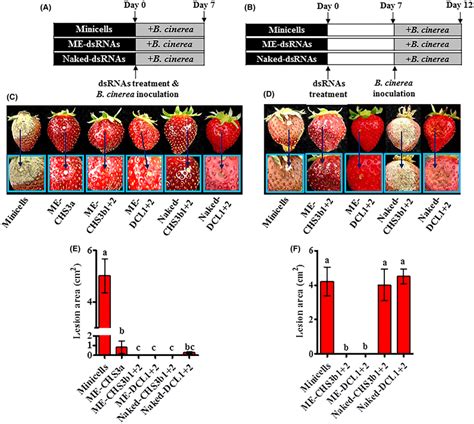 The effectiveness of topically applied minicells‐encapsulated dsRNAs ... 