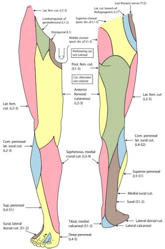 nerves of the leg pain - ModernHeal.com