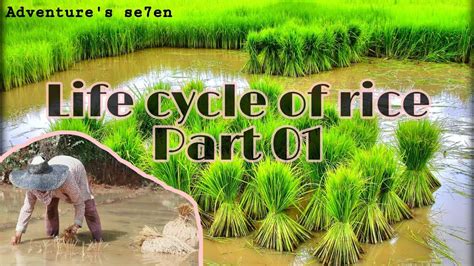 Life Cycle Of Rice Part01 Farmerslife Rice Lifeinprovince Youtube