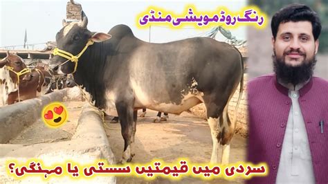 Ring Road Maweshi Mandi Peshawar Winter Updates 2023 Peshawar Cow