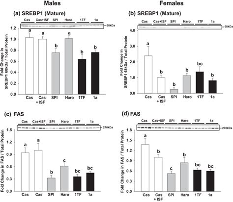 Hepatic Mature Sterol Regulatory Element Binding Protein 1 SREBP 1