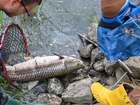 Belum Diketahui Penyebab Kematian Ikan Di Sungai Oder Eropa Tengah Tagar