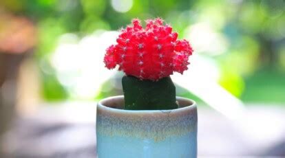 How To Plant Grow And Care For Moon Cactus