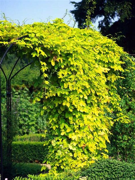 Mejora Fácilmente La Privacidad De Tu Jardínguía De Jardinería