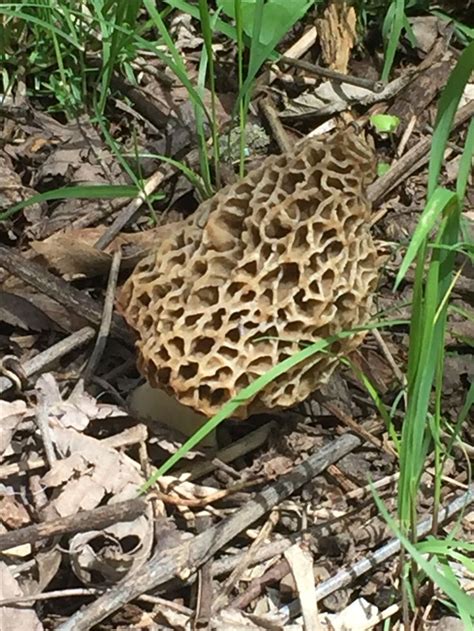 Pin On Morels Mushrooms Morel Mushroom Stuffed Mushrooms Plants