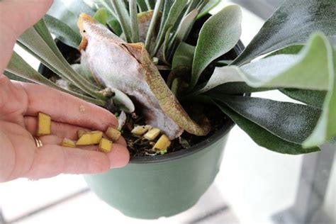 How To Fertilize Staghorn Ferns Staghorn Fern Ferns Care Plant Food