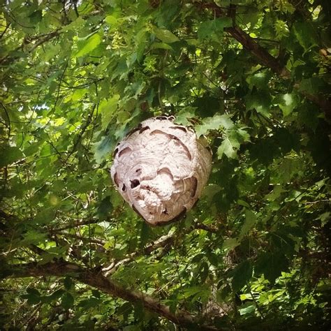 black hornet nest in tree - Elden Westmoreland